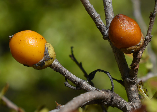 Diospyros humilis (Black ebony) — photo