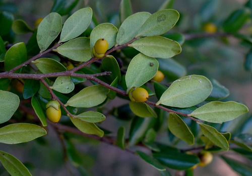 Diospyros humilis (Black ebony) — photo