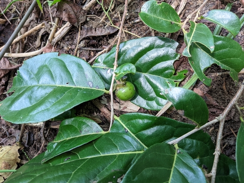 Diospyros inconstans (Marmelinho) — photo