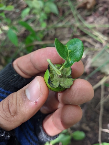 Diospyros inconstans (Marmelinho) — photo
