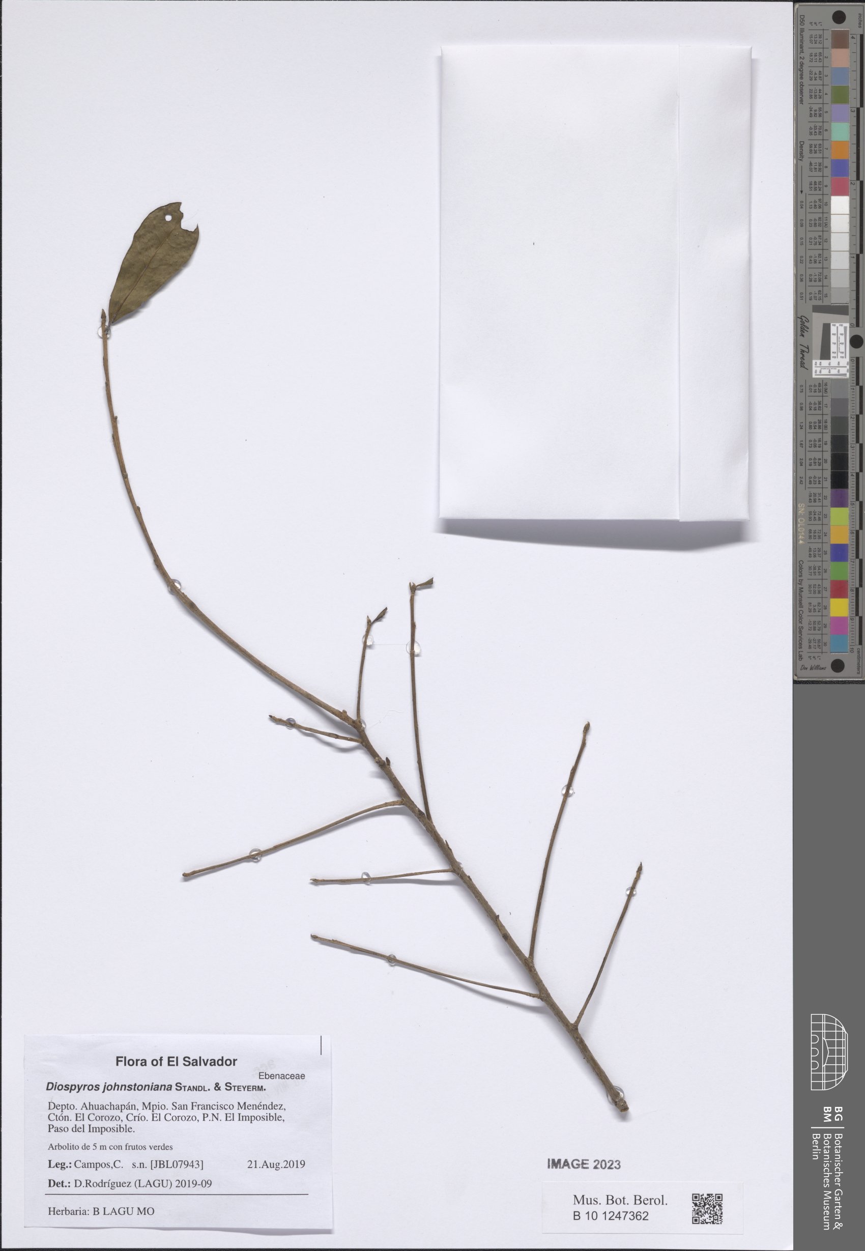 Diospyros johnstoniana