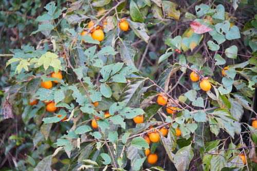 Diospyros kaki (Persimmon) — photo