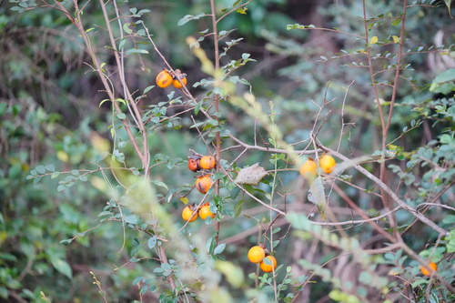Diospyros kaki (Persimmon) — photo