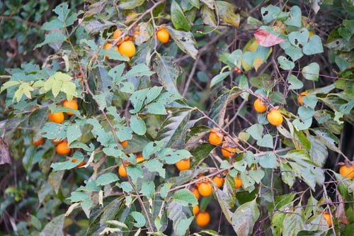 Persimmon