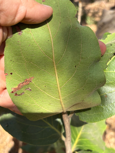 Diospyros kirkii (Pink diospyros) — photo