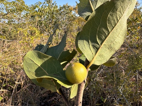 Diospyros kirkii