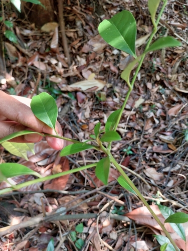 Diospyros lanceifolia (Goolul) — photo