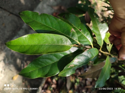 Diospyros lanceifolia