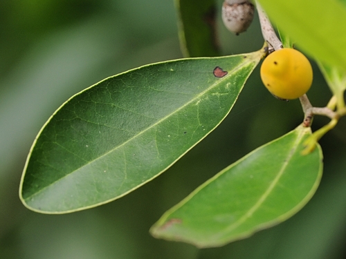 Diospyros littorea (Mari-Burrpurr) — photo