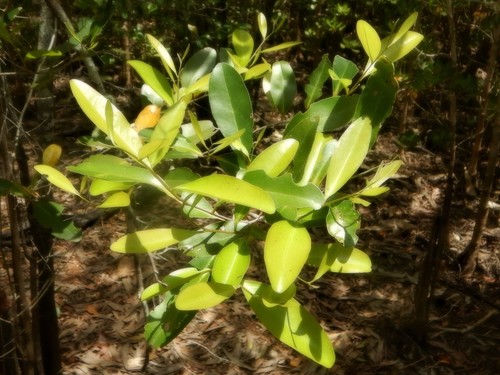 Diospyros littorea