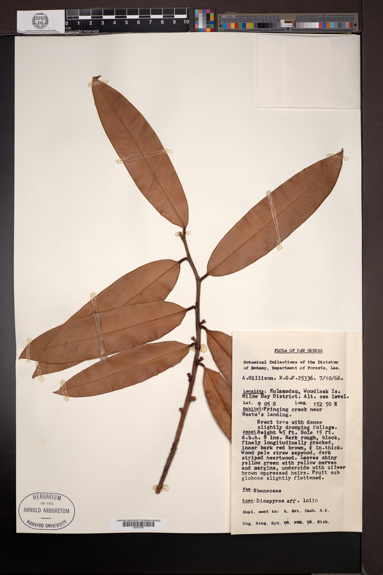 Diospyros lolin (Lolin) — photo