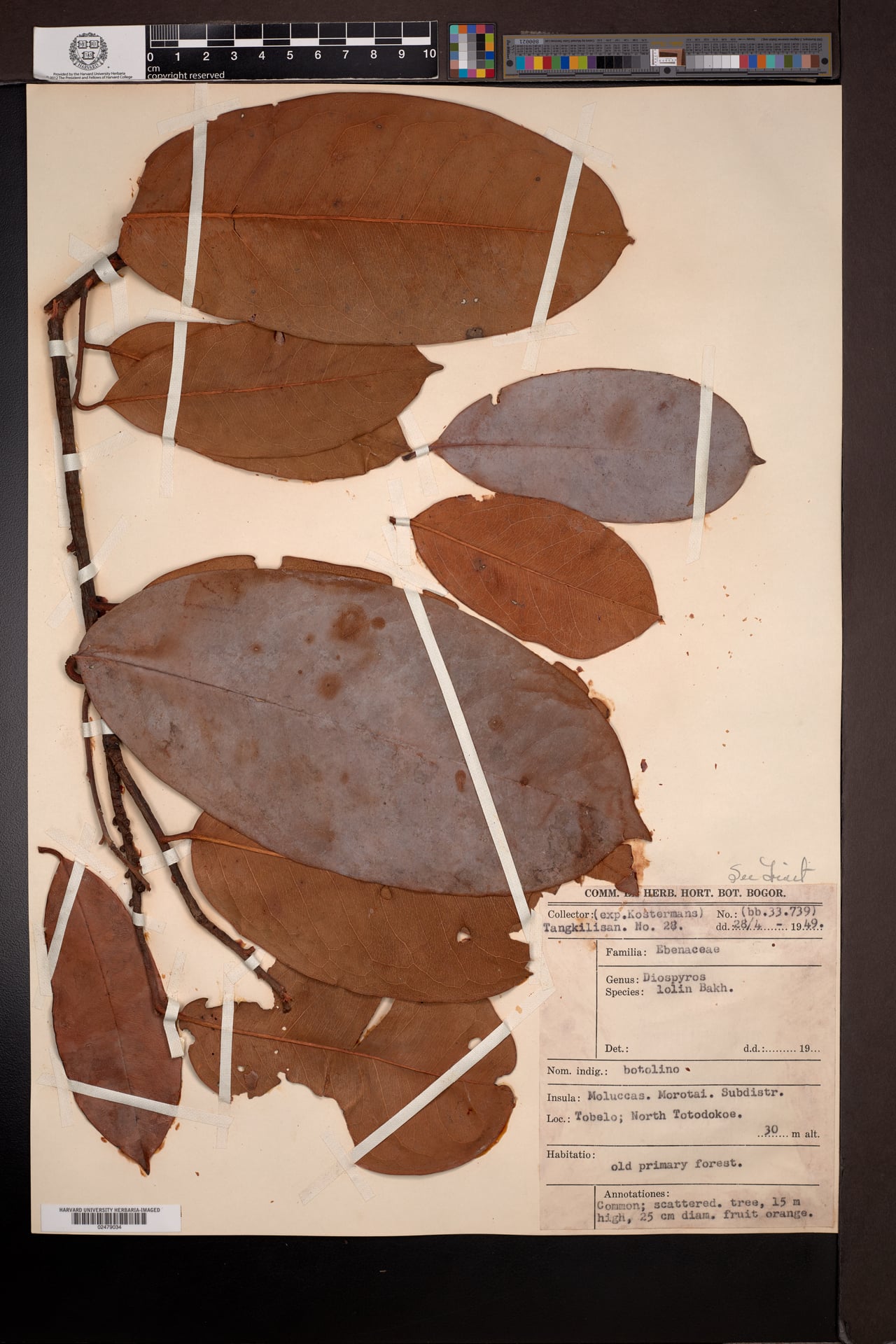 Diospyros lolin (Lolin) — photo