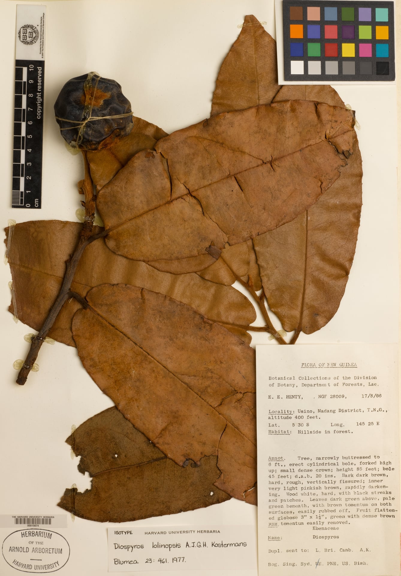 Diospyros lolinopsis — photo