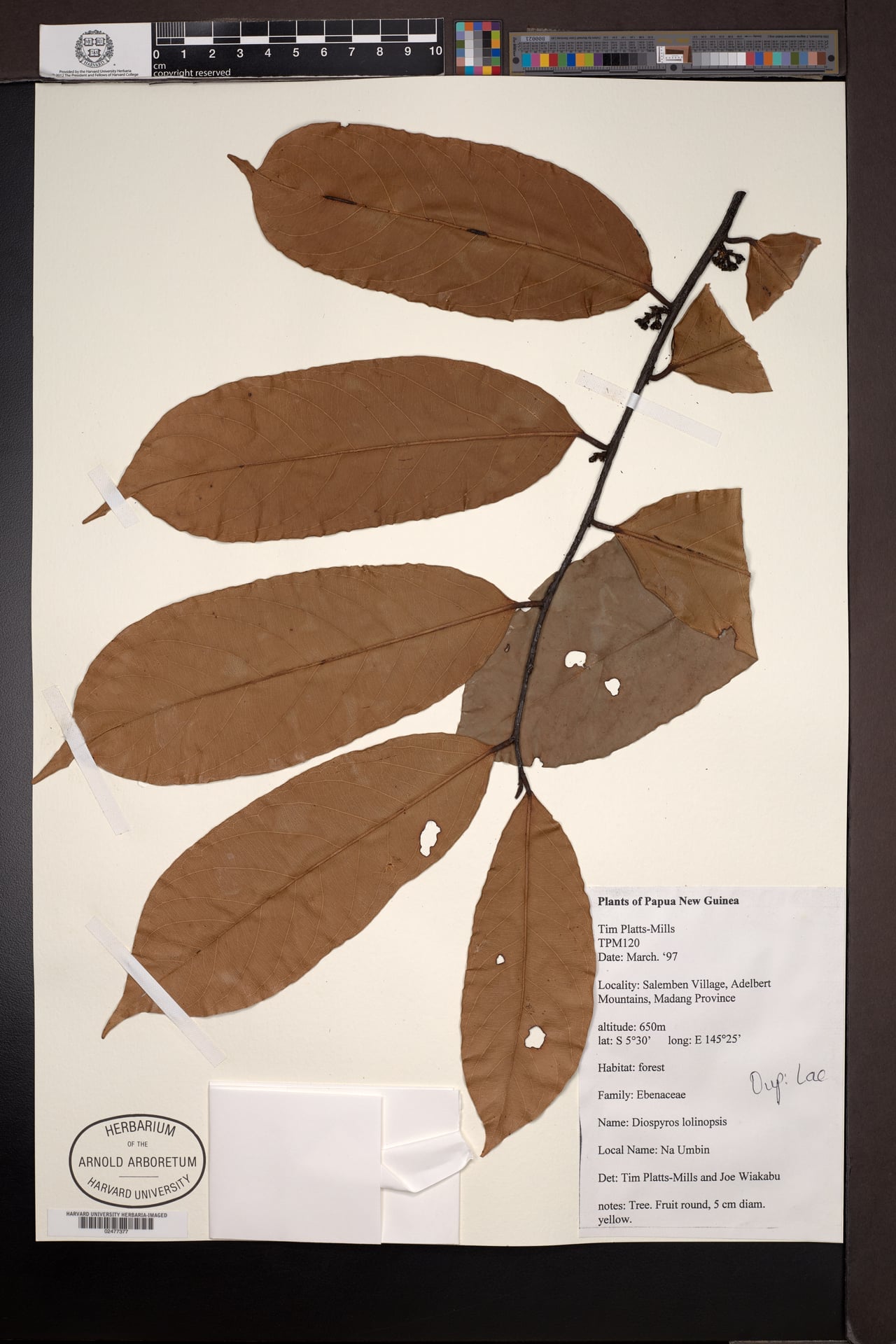 Diospyros lolinopsis