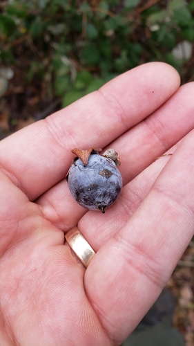 Diospyros lotus (Lotus persimmon) — photo