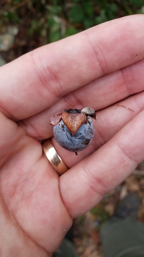Diospyros lotus (Lotus persimmon) — photo