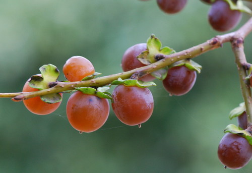 Diospyros lotus