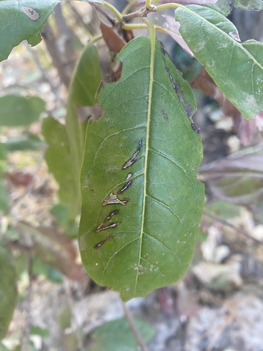 Diospyros loureiroana (Dye diospyros) — photo