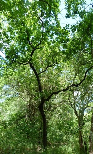 Diospyros loureiroana