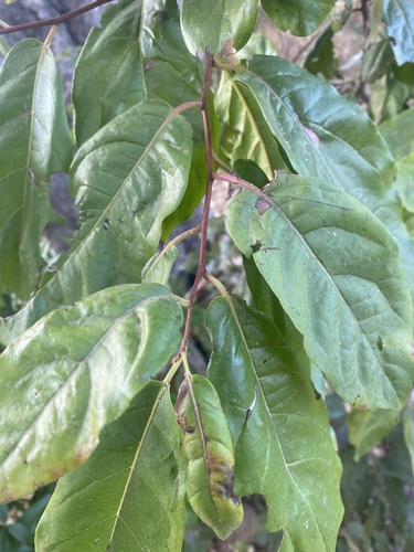 Diospyros loureiroana (Dye diospyros) — photo
