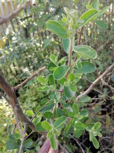 Diospyros lycioides