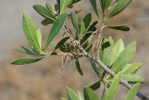 Diospyros lycioides subsp. sericea (Kalahari star-apple) — photo