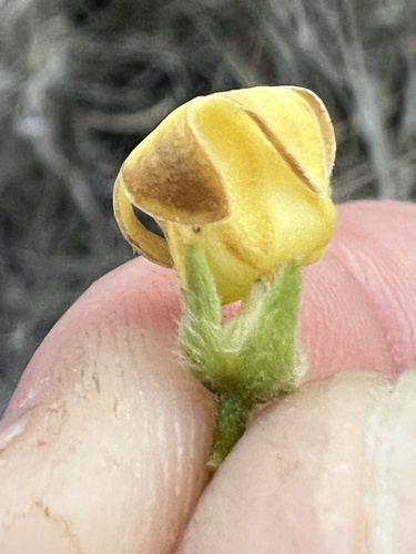 Diospyros lycioides subsp. sericea (Kalahari star-apple) — photo