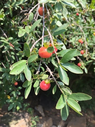 Diospyros lycioides (Red star apple) — photo