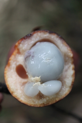 Diospyros macrophylla (Red ebony tree) — photo