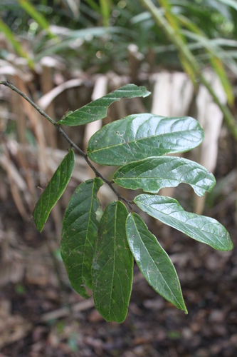 Diospyros macrophylla (Red ebony tree) — photo