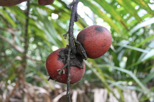 Diospyros macrophylla