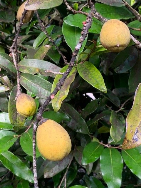 Diospyros major (Fijian persimmon) — photo