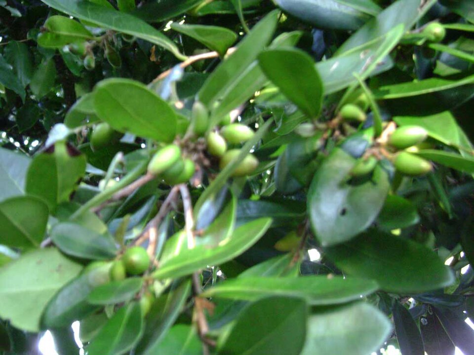 Diospyros major