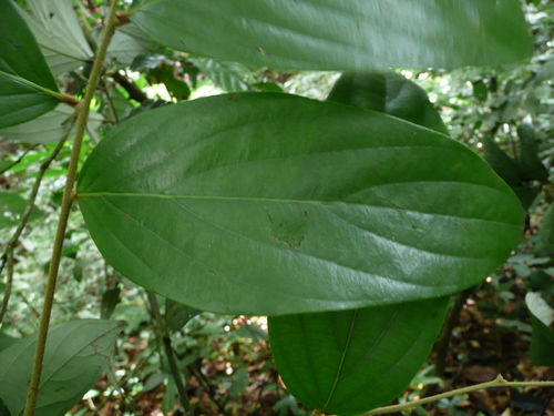 Diospyros mannii (Zevelu) — photo