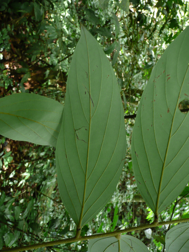 Diospyros mannii