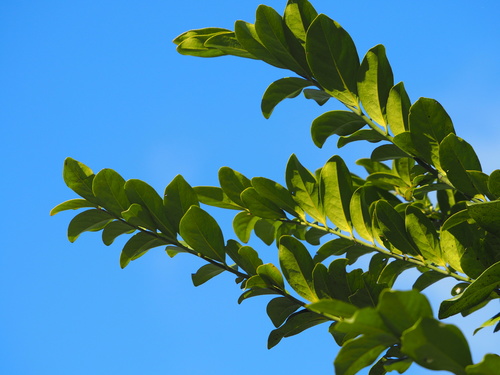 Diospyros maritima (Broad-leafed ebony) — photo