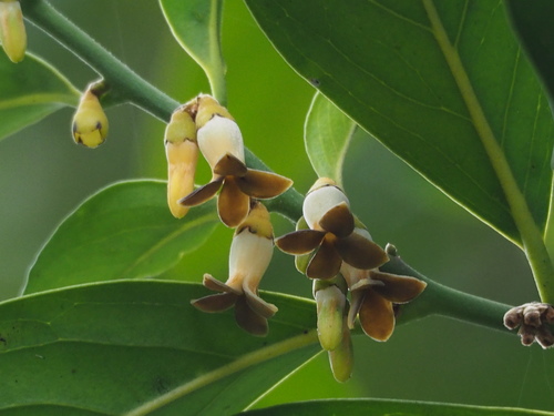 Diospyros maritima (Broad-leafed ebony) — photo