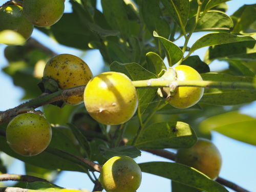 Diospyros maritima
