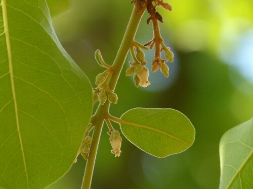 Diospyros melanoxylon (Coromandel Ebony persimmon) — photo