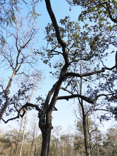 Diospyros melanoxylon (Coromandel Ebony persimmon) — photo