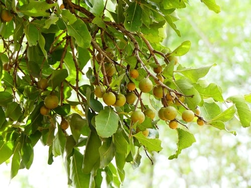 Diospyros melanoxylon
