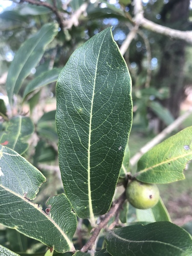 Diospyros mespiliformis (African ebony) — photo