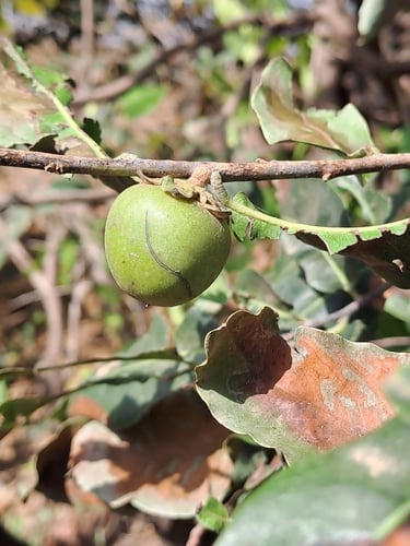 Diospyros mespiliformis