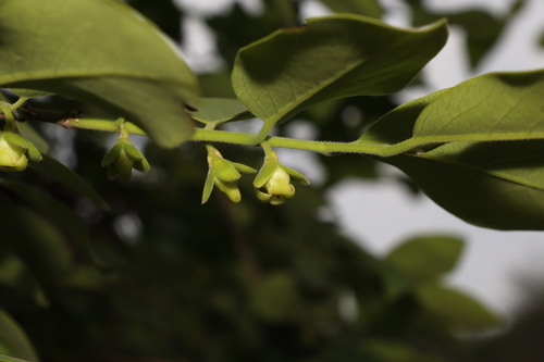 Diospyros montana (Mountain persimmon) — photo