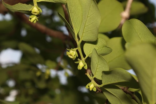Diospyros montana (Mountain persimmon) — photo