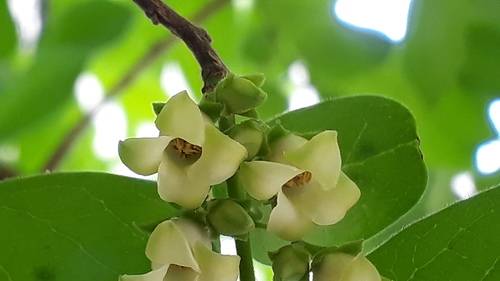Diospyros montana