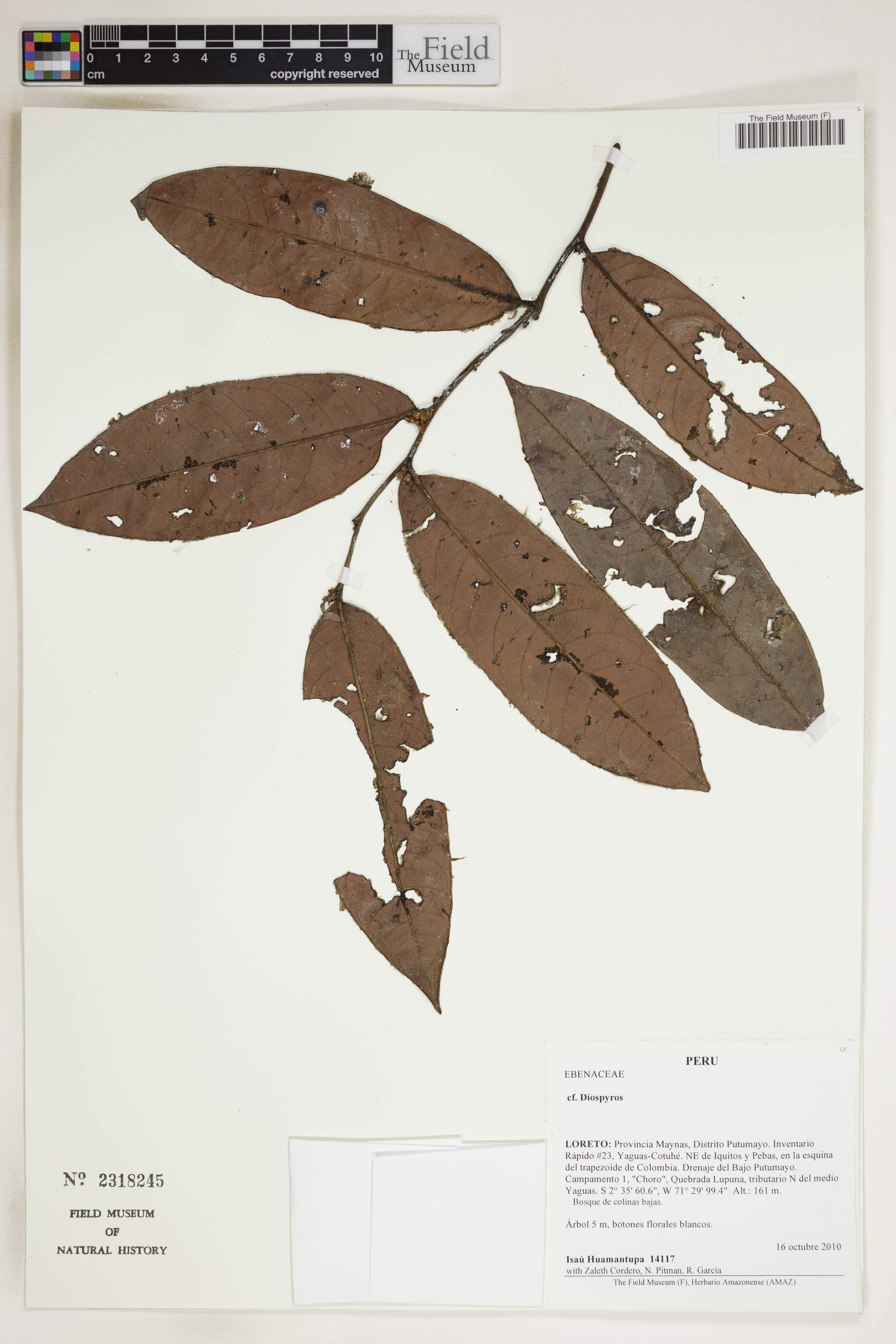 Diospyros myrmecocarpa — photo