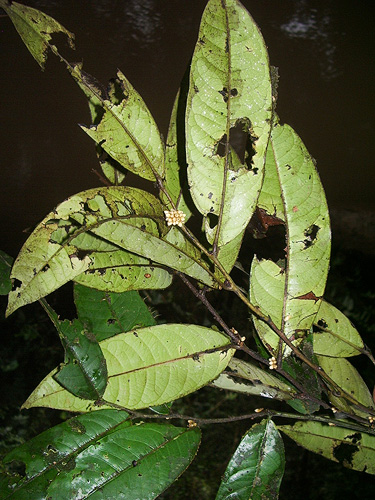Diospyros myrmecocarpa — photo