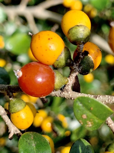 Diospyros natalensis (Small-leaved jackal-berry) — photo