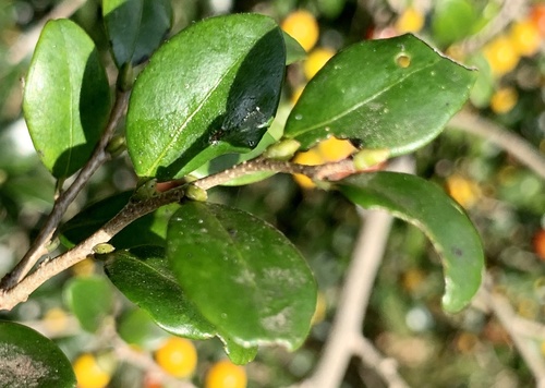 Diospyros natalensis (Small-leaved jackal-berry) — photo